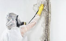 Best Mold Damage Restoration  in Goddard, KS